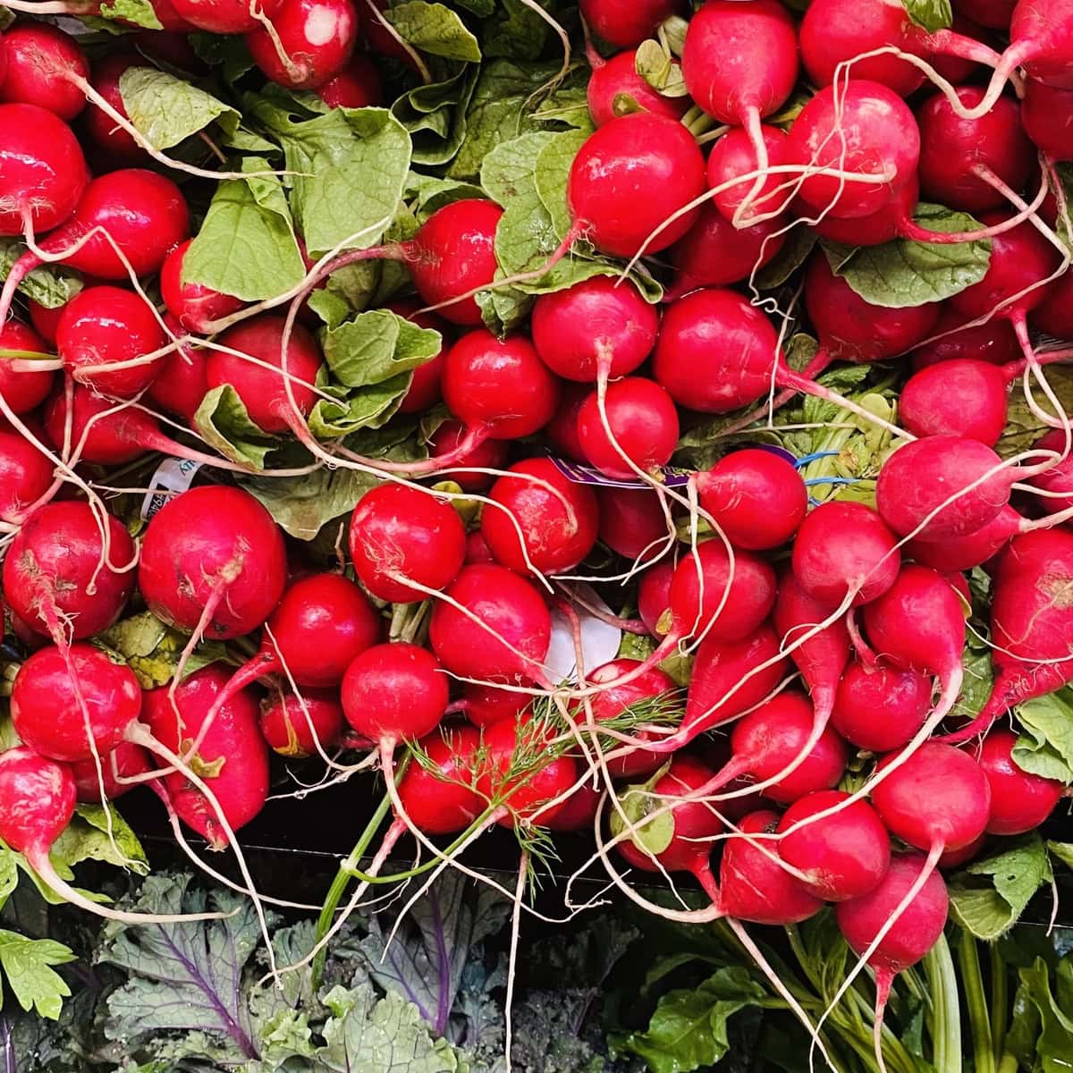 bunches of radishes