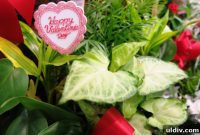 Love in Bloom This Valentine’s Day