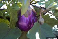 Eggplant Salad: A Lighter Baba Ghanoush