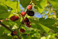 Mulberries A Sweet Introduction