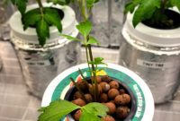 Lovage Lovers Unite!