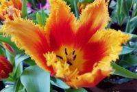 Celebrating Easter Joy