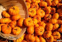 Whip Up Speedy Pumpkin Fritters for Halloween Fun