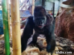 Umande the gorilla looking curiously at visitors in the Ape House