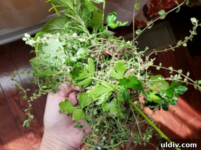Sitka Salmon Shares June 2020: Remembering Childhood, Relishing Sablefish 6 Close-up of fresh rosemary, chosen for its vibrant aroma.