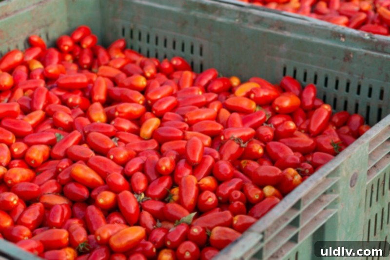 San Marzano tomatoes growing on the vine in a field