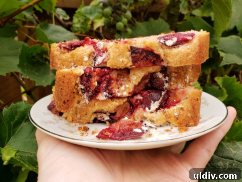 A baked pound cake featuring a golden crust, studded with soft, sweet Italian plums, showcasing the moist interior.