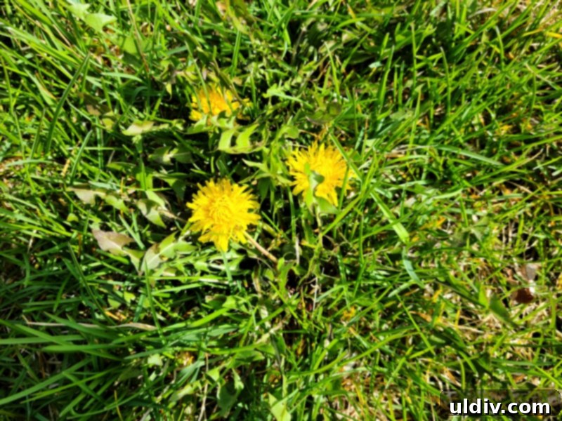 Our Garden Table And Another Dandelion Tale 3 Freshly prepared vegan dandelion and quinoa salad