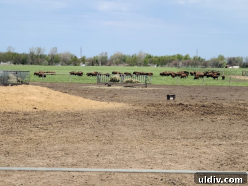 Trompe L'oeil Meatballs: Unmasking the Bison 3 Bison herd grazing on vast grasslands, showcasing natural habitat