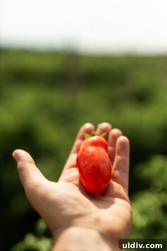 Hand-picked San Marzano DOP tomatoes