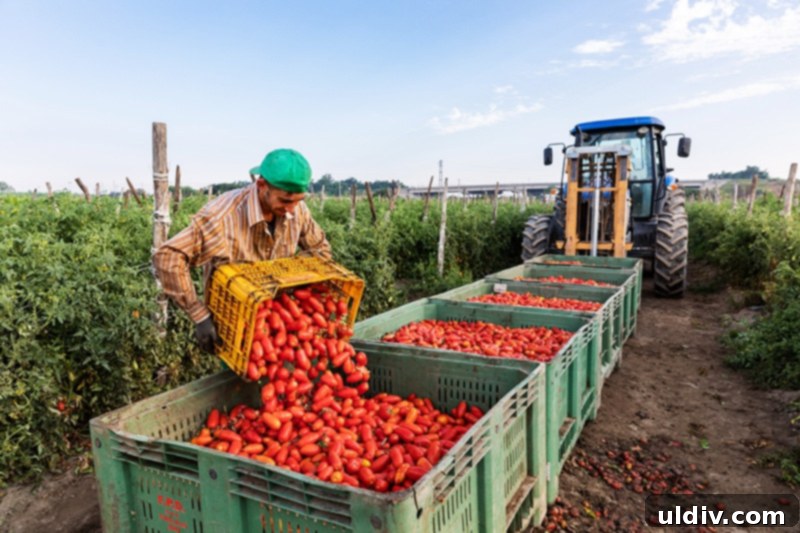 Freshly harvested San Marzano DOP tomatoes