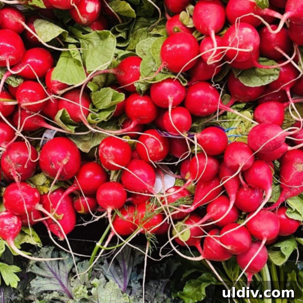 Crisp Apple, Fennel, and Radish Slaw with Blue Cheese and Pecans 5 Bunches of vibrant red radishes, washed and ready for slicing in a fresh slaw.