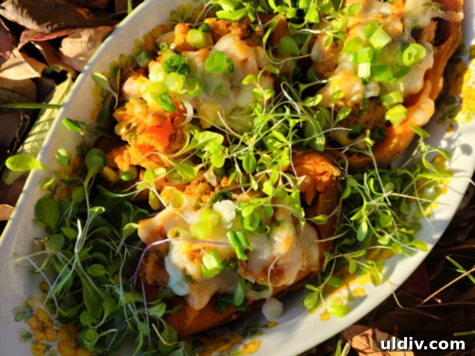 Stuffed sweet potatoes topped with green onion and lettuce microgreens.