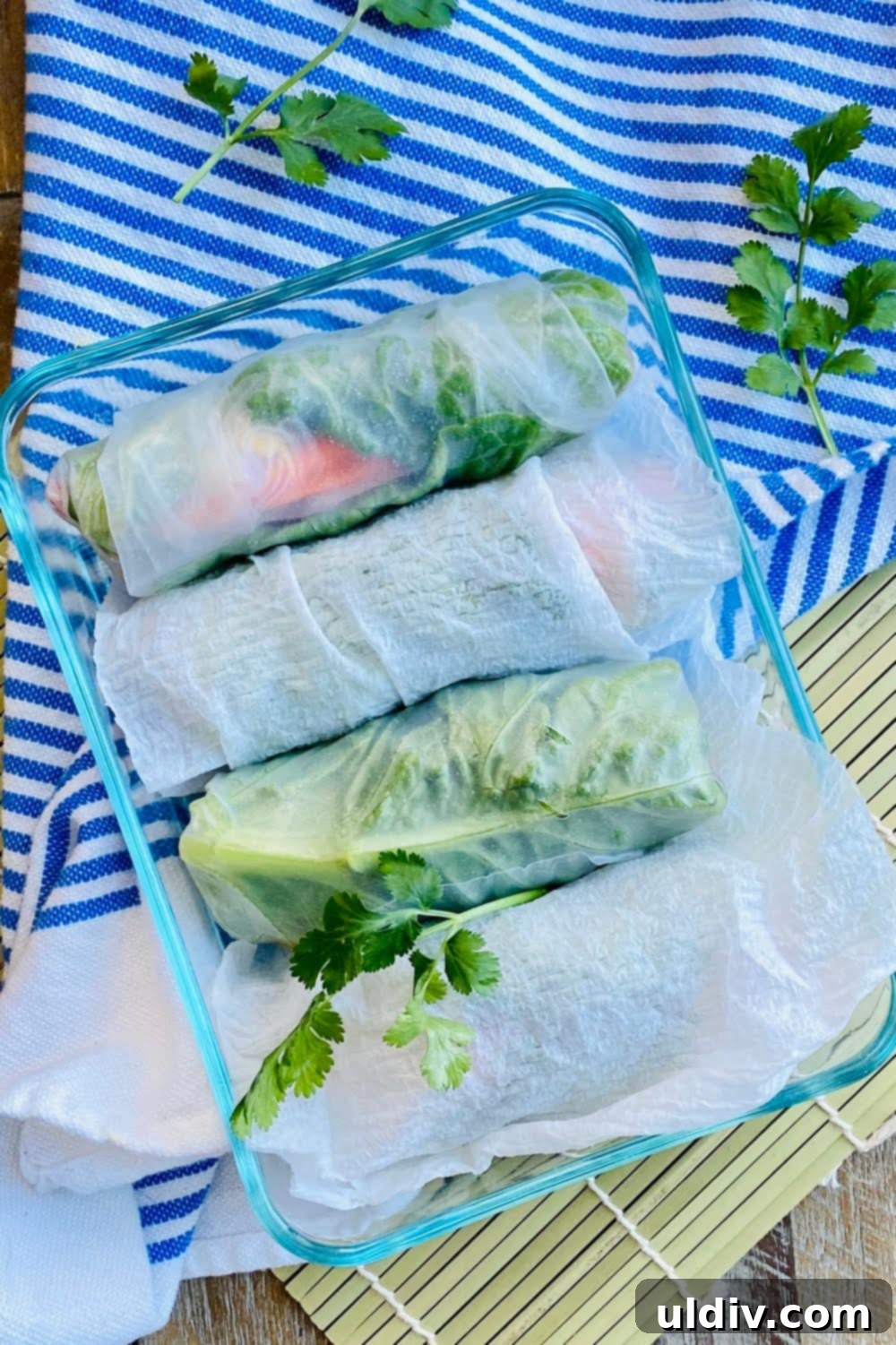 Four freshly prepared vegetable spring rolls neatly arranged with damp paper towels in a storage container, ready for refrigeration.