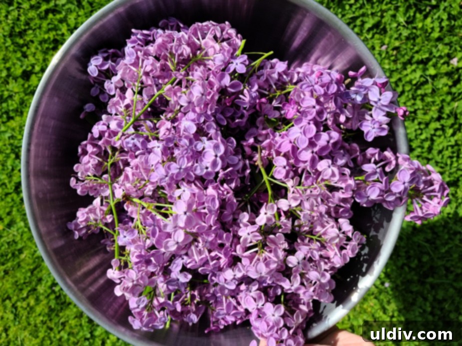 Summer Sips Lilac Mocktail Bliss 3 Close-up of fresh lilac petals steeping in water in a pot.