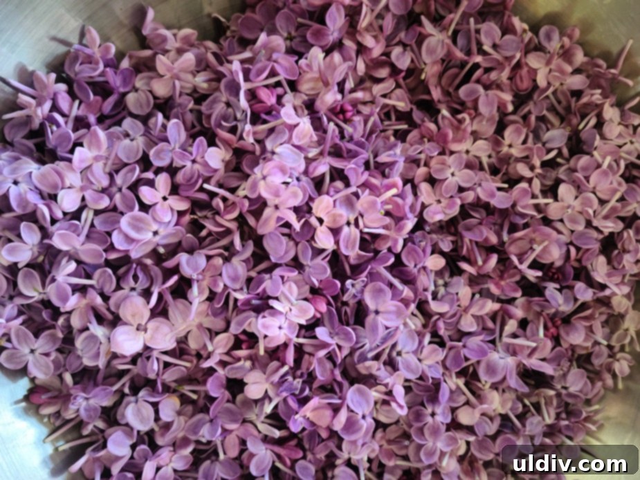 Summer Sips Lilac Mocktail Bliss 4 A large pot filled with lilac petals and water boiling on a stovetop.