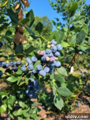Summer's Sweetest Blueberry Creations 4 Rows of thriving blueberry bushes laden with ripe fruit under a clear sky, inviting visitors to pick.