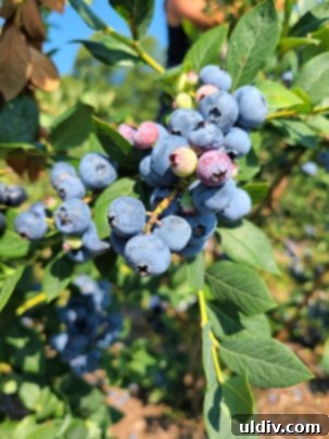 Summer's Sweetest Blueberry Creations 7 Another perspective of a blueberry branch, highlighting the plumpness and deep blue color of the berries.