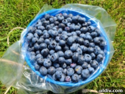 Summer's Sweetest Blueberry Creations 9 Two hands holding a bucket brimming with freshly picked blueberries, symbolizing a successful harvest.