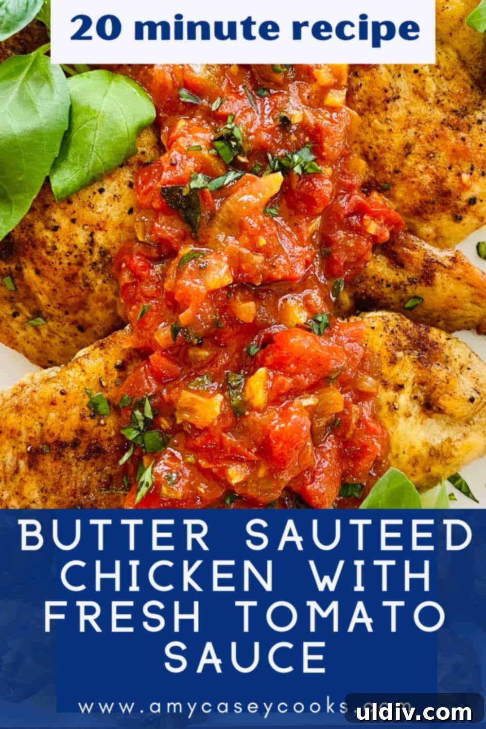 Golden Pan Seared Chicken with Sun Ripened Tomato Wine Basil Sauce 11 Sauteed chicken breast with fresh tomato sauce and basil
