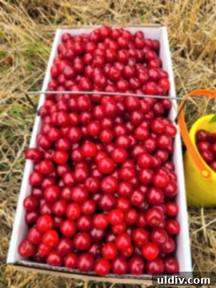 Vişne: Yazın Serinleten Ekşi Lezzeti 17 A close-up of a pile of freshly pitted sour cherries.