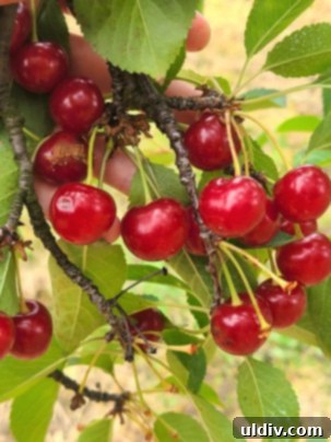 Vişne: Yazın Serinleten Ekşi Lezzeti 3 Close-up of vibrant red sour cherries hanging from branches in an orchard.