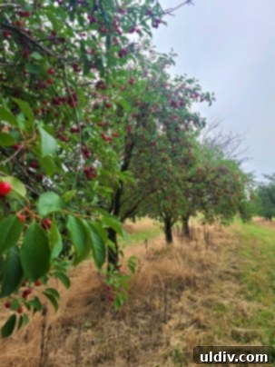 Vişne: Yazın Serinleten Ekşi Lezzeti 8 A child joyfully picking bright red sour cherries from a tree branch.