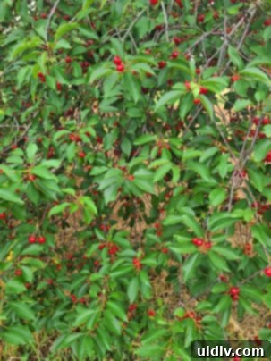 Vişne: Yazın Serinleten Ekşi Lezzeti 9 Close-up of a branch laden with ripe, glossy sour cherries, ready for picking.
