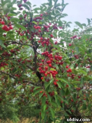 Vişne: Yazın Serinleten Ekşi Lezzeti 10 Hands carefully picking sour cherries, filling a bucket with ripe fruit.