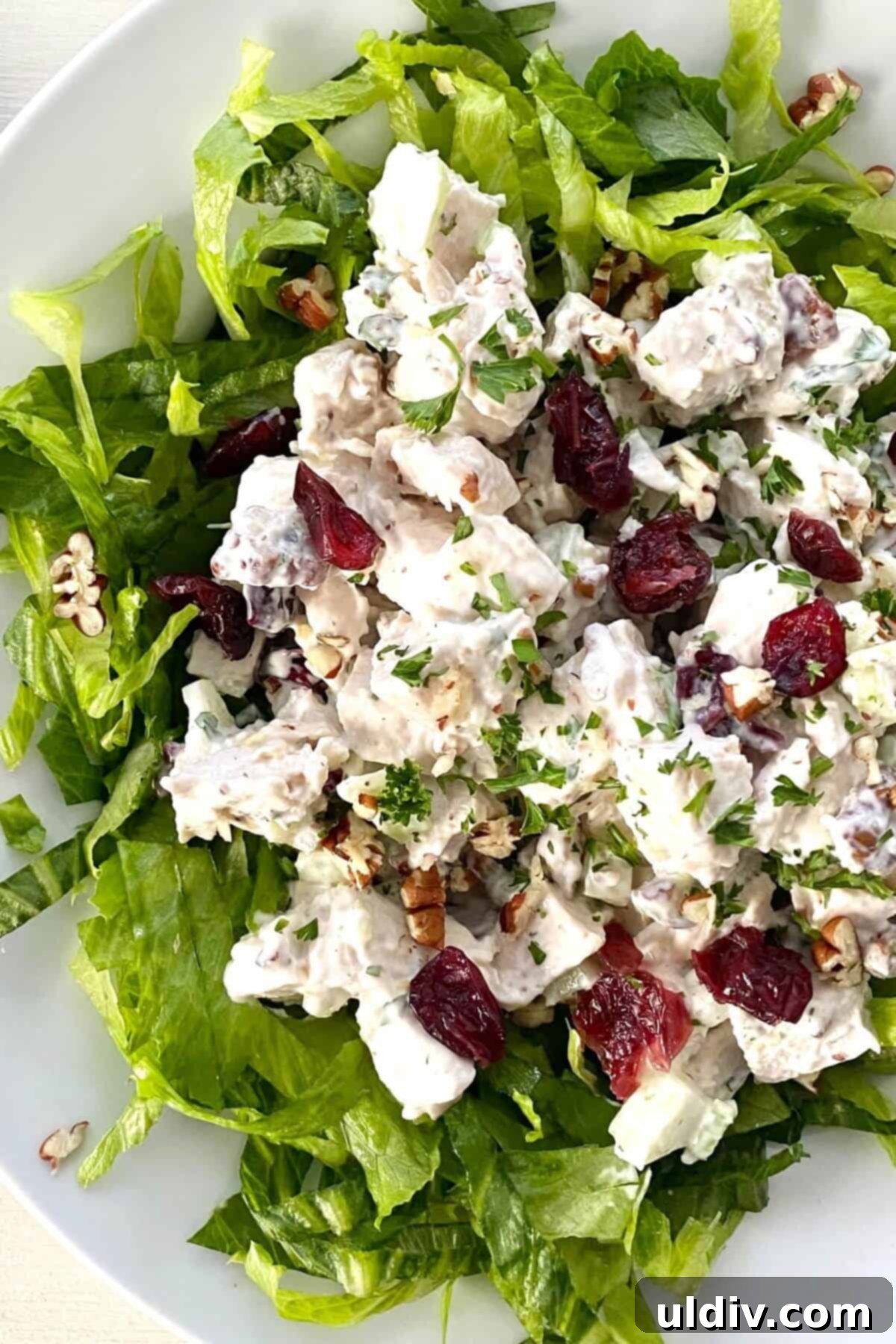 Zesty Cranberry Pecan Chicken Salad 2 creamy chicken salad with cranberries and toasted pecans over shredded lettuce.