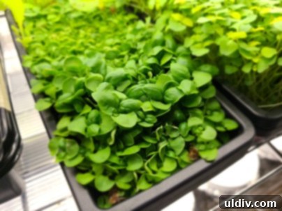 Cultivating Indoor Vegan Microgreens for Year Round Salads 3 Tray of vibrant microgreens growing indoors