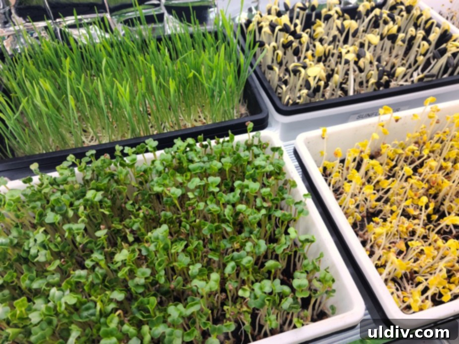 Cultivating Indoor Vegan Microgreens for Year Round Salads 4 Close-up of microgreens being watered in a tray