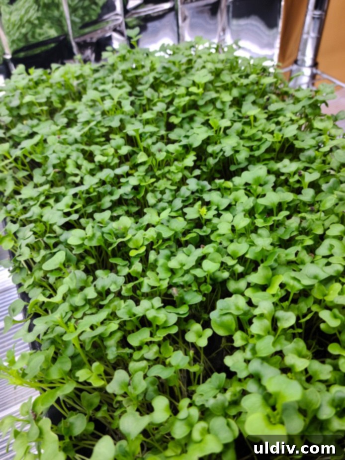 Cultivating Indoor Vegan Microgreens for Year Round Salads 5 A hand harvesting microgreens from an indoor tray
