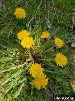Dandelion Dining Reimagined 6 A hand gently gathers fresh dandelion greens from a vibrant green lawn, highlighting the act of foraging.