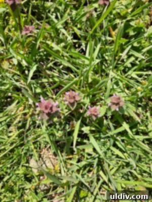 Close-up of Lamium Purpureum, also known as red dead-nettle, showing its distinctive purple-tinged leaves and small flowers.