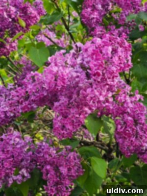 Unlocking Lilac's Flavor: Edibility and Culinary Uses 3 Close-up of fresh lilac blossoms, highlighting their delicate petals and vibrant color