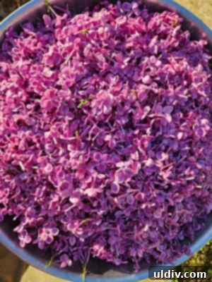 Unlocking Lilac's Flavor: Edibility and Culinary Uses 4 A vibrant lilac cupcake topped with blueberry mascarpone frosting, showcasing edible lilac petals
