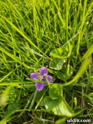 The Unseen Violet 3 A close-up of vibrant purple wild violet flowers growing in a natural setting