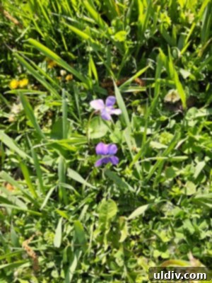 The Unseen Violet 4 A hand gently holding a bunch of freshly picked wild violets and green leaves