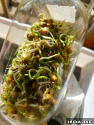 The Unseen Violet 5 A gourmet spring salad adorned with fresh edible violet flowers and sprouts