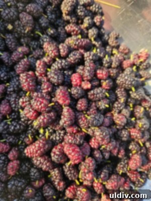 Mulberries A Sweet Introduction 3 A close-up of a branch laden with ripe, dark mulberries, ready for picking.