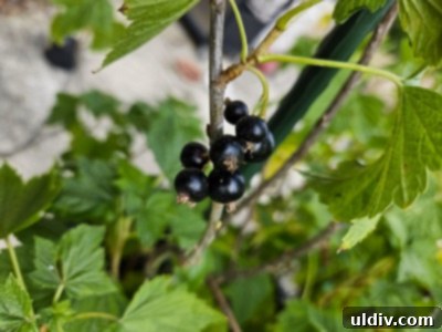 Blackcurrants Taste Good Feel Great 3 A close-up of dark, ripe blackcurrants hanging from a bush