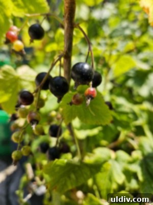 Blackcurrants Taste Good Feel Great 4 Historical photo of a blackcurrant bush, highlighting its role in the ban