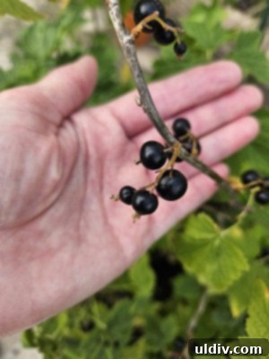Blackcurrants Taste Good Feel Great 5 An image showing the rich, dark color of blackcurrants
