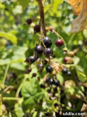Blackcurrants Taste Good Feel Great 6 A small handful of fresh blackcurrants in a bowl, showing the first harvest
