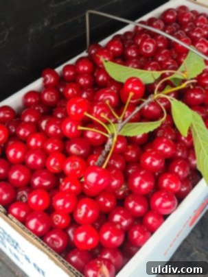 Mastering Sour Cherries From Pit to Preserve 3 A basket brimming with vibrant red sour cherries, freshly harvested.