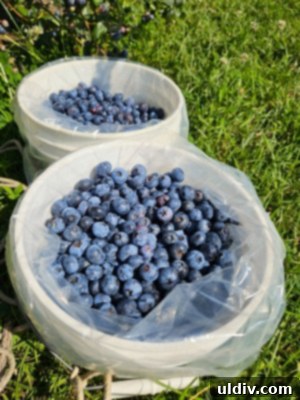 A generous bowl of fresh, ripe blueberries, ready to be transformed into delicious dishes