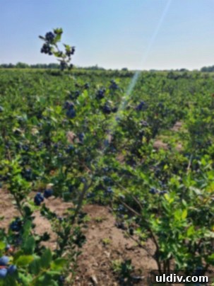 A person's hand delicately picking a cluster of ripe blueberries from a lush bush