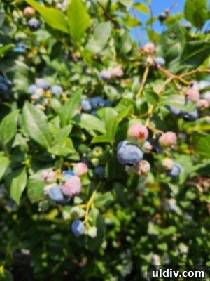 An inviting image of fresh blueberries, symbolizing a 'Boost of Blue' during National Blueberry Month