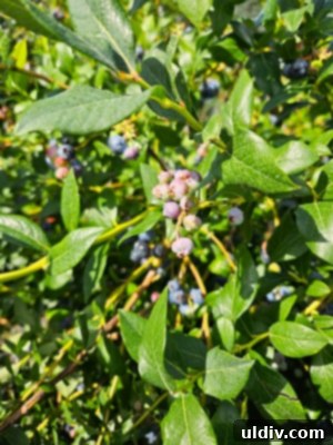 A variety of blueberry forms, including fresh, frozen, dried, and powdered, showcasing versatility
